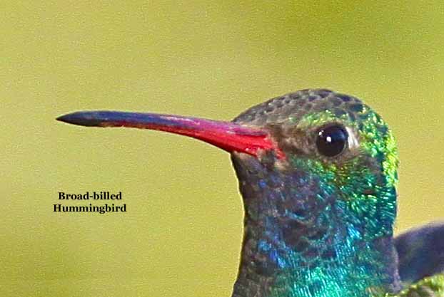 Broad-billed Hummingbird 0719 - 2.jpg